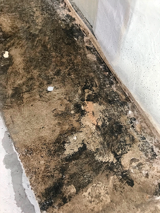 Severe mold damage on interior wall before professional remediation